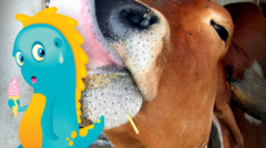 cow licking
